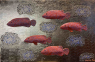 Red fish