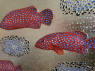 Red fish
