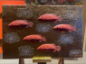 Red fish